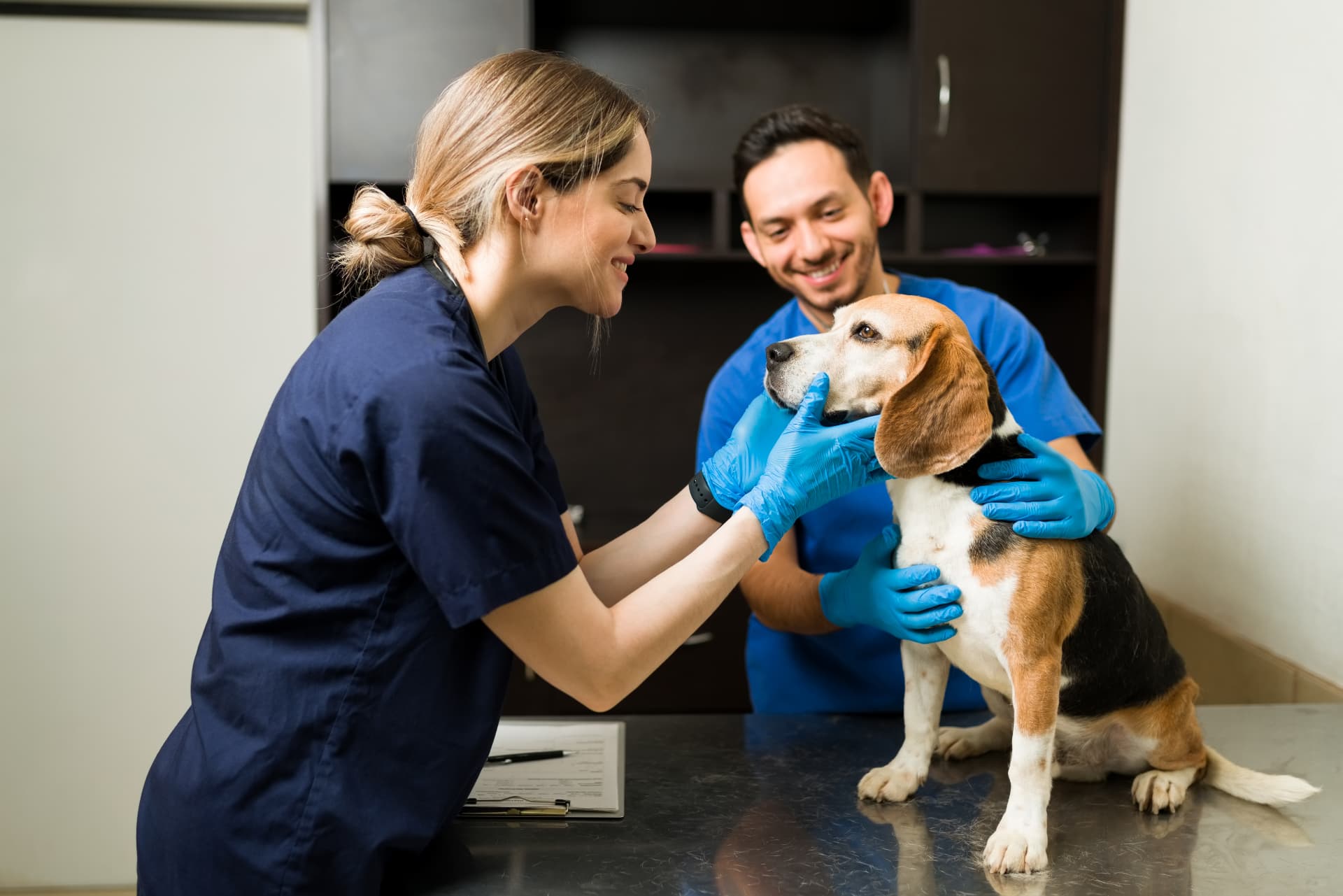 Veterinarian gently examining a beagle during a pet travel health certificate appointment